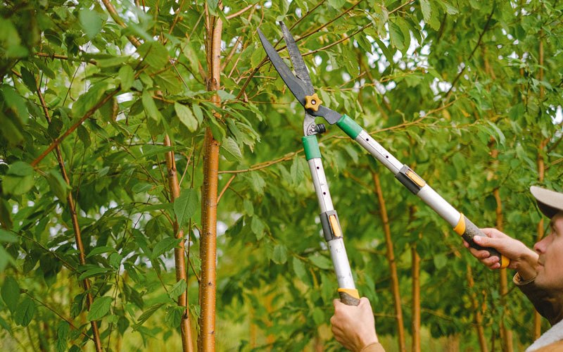 Tree trimming in Bellflower, IL