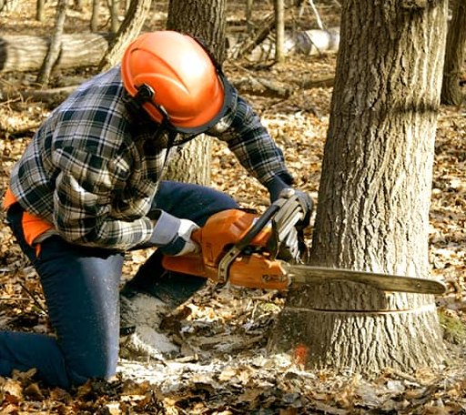 Tree Removal in Bellflower, IL